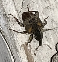 Conotrachelus anaglypticus