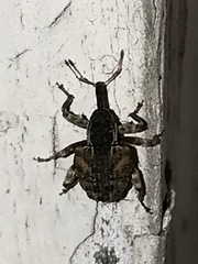 Conotrachelus anaglypticus