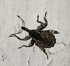 Conotrachelus anaglypticus