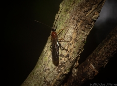 Campyloneurus