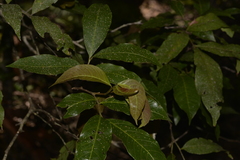 Alectryon subcinereus