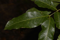 Alectryon subcinereus