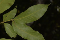 Alectryon subcinereus