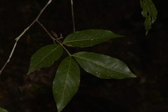 Alectryon subcinereus