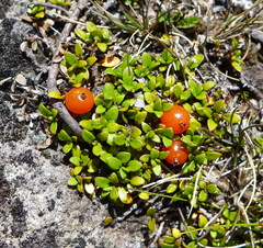 Coprosma perpusilla perpusilla