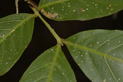 Alectryon subcinereus