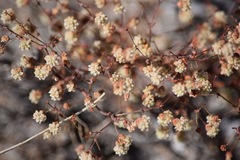 Eriogonum maculatum
