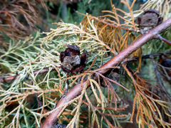 Cupressus torulosa