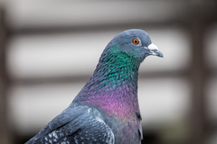Columba livia domestica