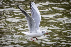 Chroicocephalus ridibundus