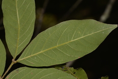 Alectryon subcinereus