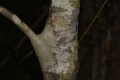 Alectryon subcinereus