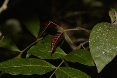 Alectryon subcinereus