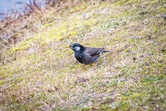 Spodiopsar cineraceus