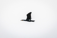 Phalacrocorax carbo