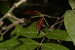 Alectryon subcinereus