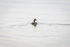 Tachybaptus ruficollis poggei