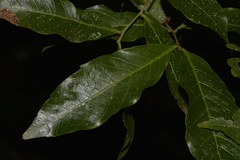 Alectryon subcinereus