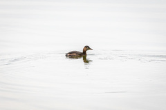 Tachybaptus ruficollis poggei