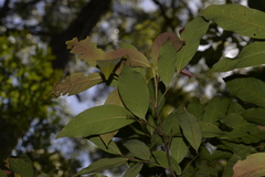 Alectryon subcinereus