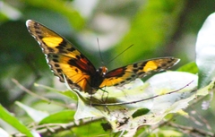 Euphaedra janetta janetta