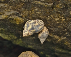Littoraria articulata image