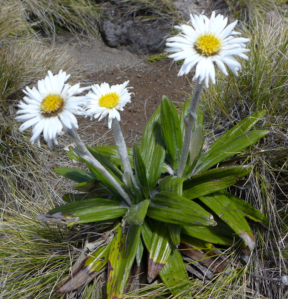 Common Mountain Daisy from Tongariro Crossing, New Zealand on January ...