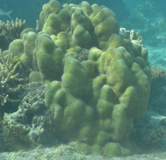Leptoria phrygia
