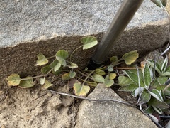 Convolvulus verecundus