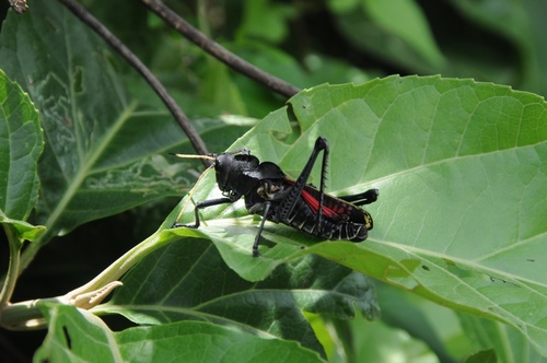 Romalea centurio