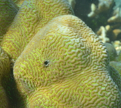 Leptoria phrygia