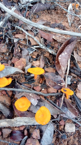 Cantharellus ibityensis