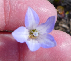 Wahlenbergia pygmaea