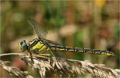 Gomphus graslinii