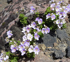 Veronica hookeriana