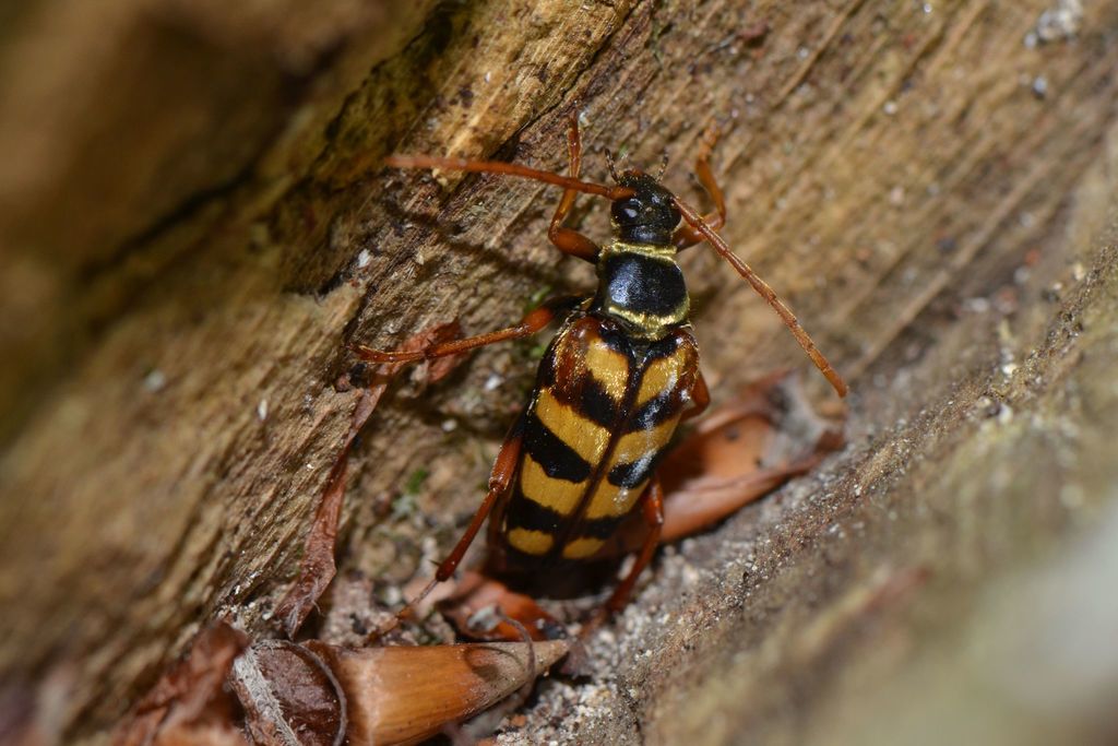 Leptura aurulenta