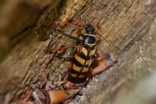 Lepture abeille, Lepture couleur d'or
