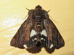 Catephia linteola