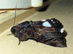 Catephia linteola