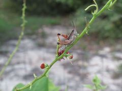 Phaulacridium vittatum