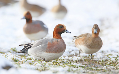 Foto de Eurasian Wigeon