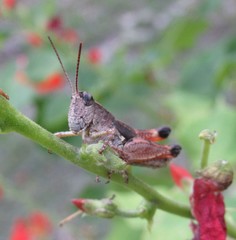 Phaulacridium vittatum