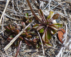 Wahlenbergia pygmaea