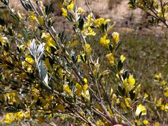 Chamaecytisus borysthenicus