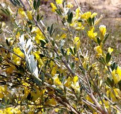 Chamaecytisus borysthenicus