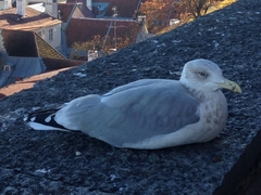 Larus argentatus
