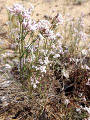 Asperula graveolens