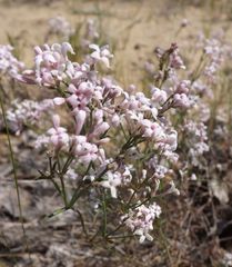 Asperula graveolens