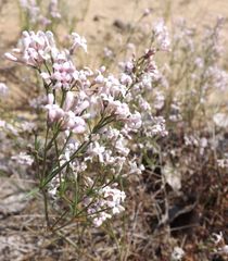 Asperula graveolens
