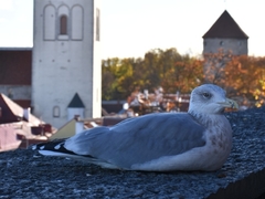 Larus argentatus